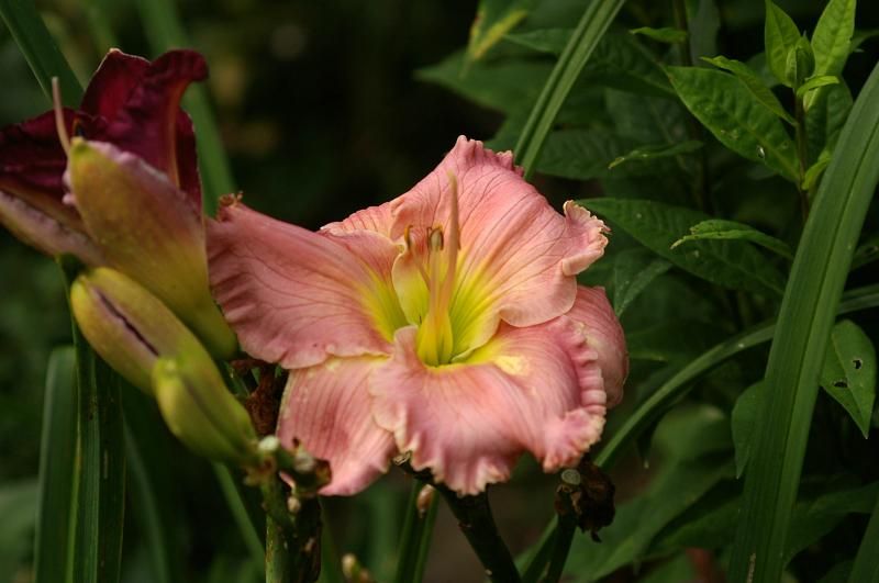 photo Daylily-PerfectPinkPorcelain_zpsb91d47ca.jpg